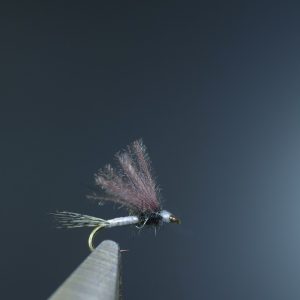 Caenis subimago