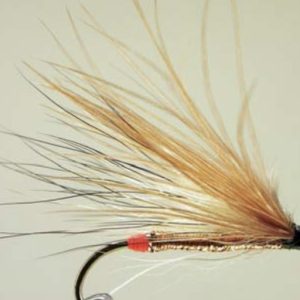 Mickey Finn coyote