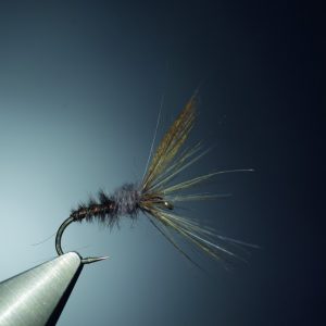 Imago marron