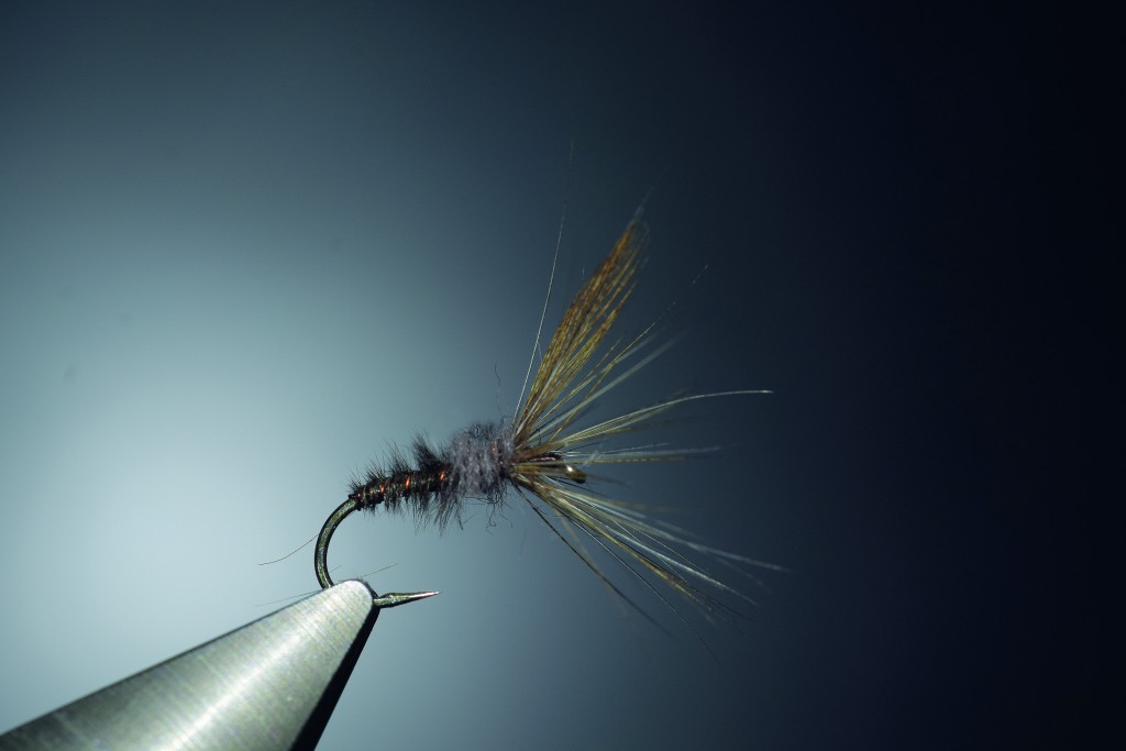Imago marron