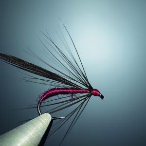 Alder