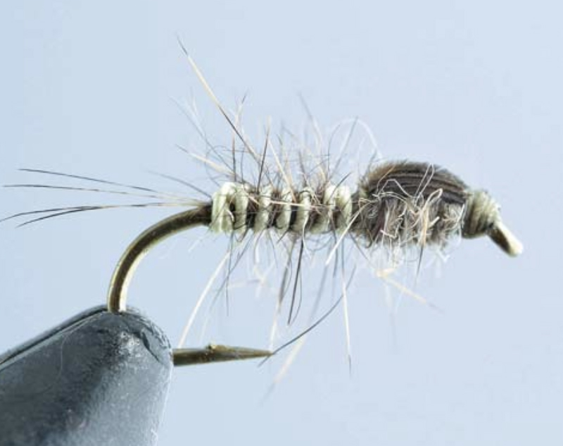 BWO Deep Emerge