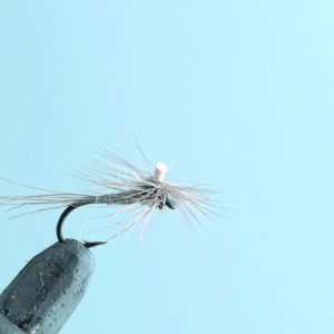 Caenis