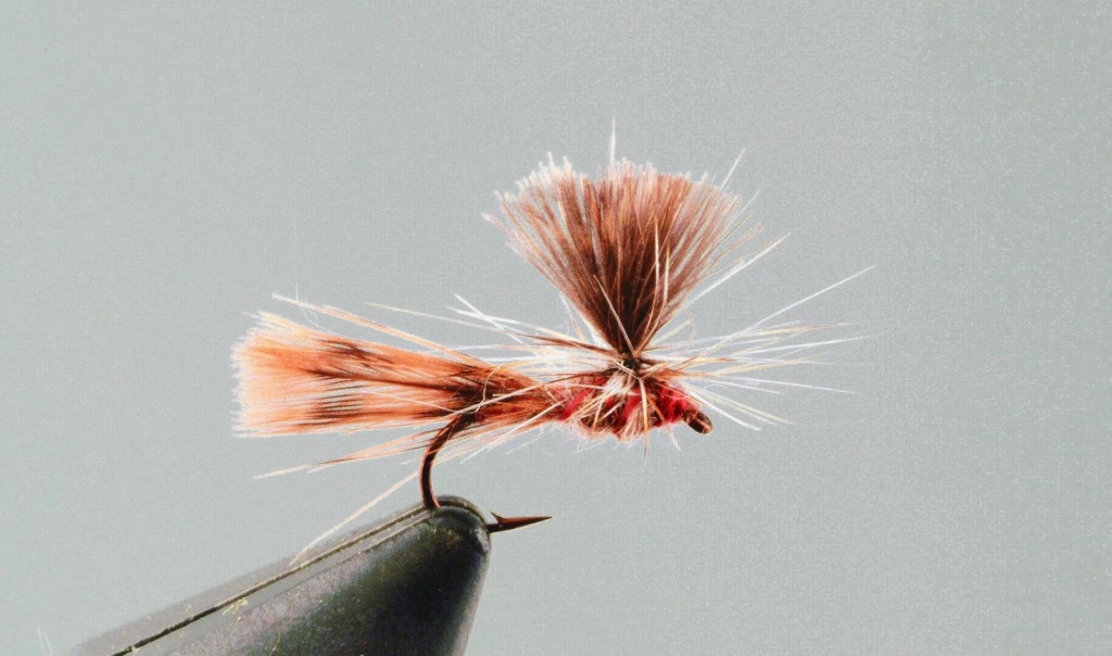 Sedge Parachute