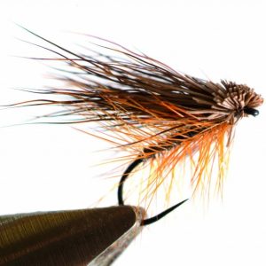 Palmer sedge