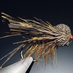 Letort cricket