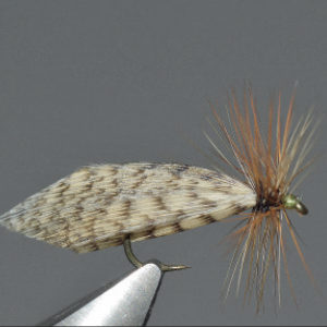Le sedge