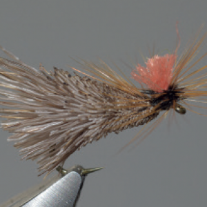 Goddard sedge