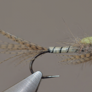 Nymphe de mouche de mai à densité compensée