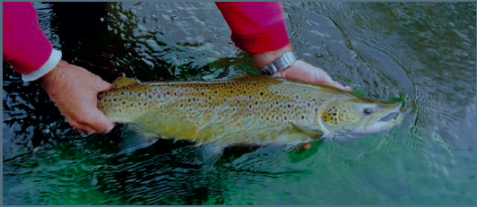 Le timbre “migrateurs” 2014 fait polémique