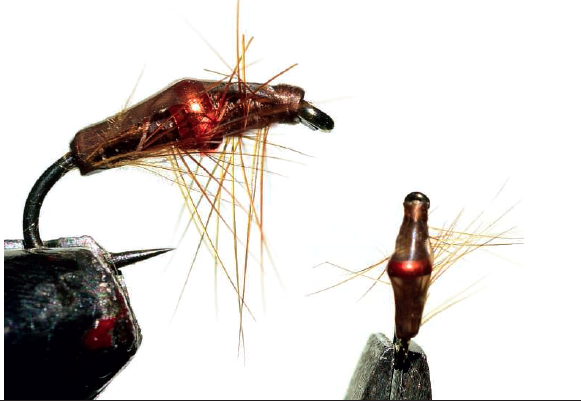 Bidoz Neck Ring : gammare spot