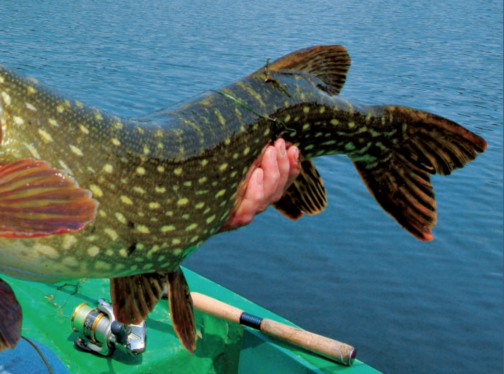 Brochet : Stratégie d &lsquo;ouverture