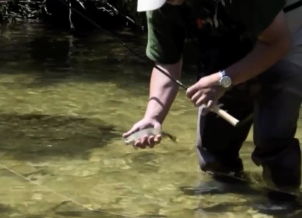 Pêches Sportives Vidéo n°36 : La pêche au tenkara avec Maxime Miquel