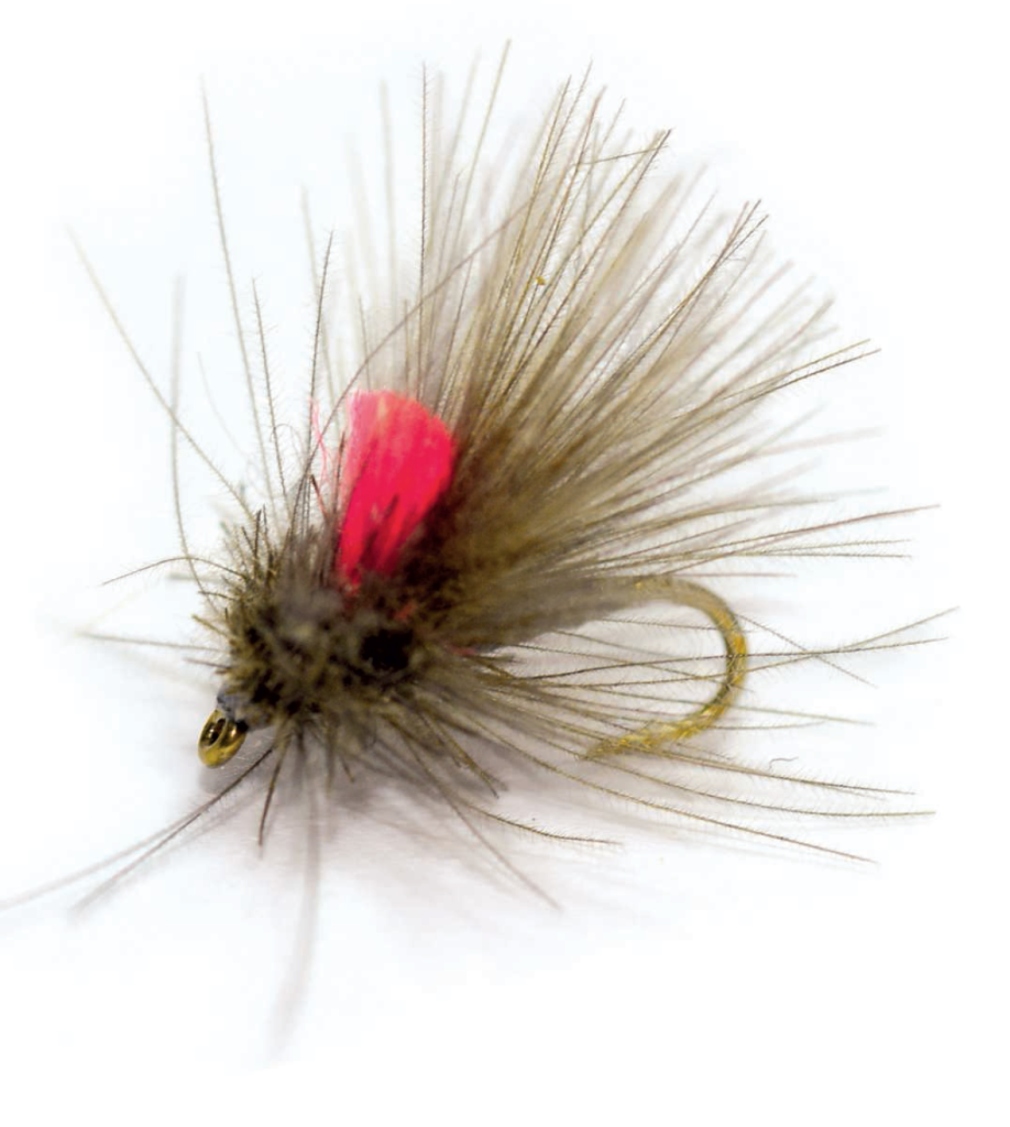 Pourquoi nos mouches ont pris du bide ?