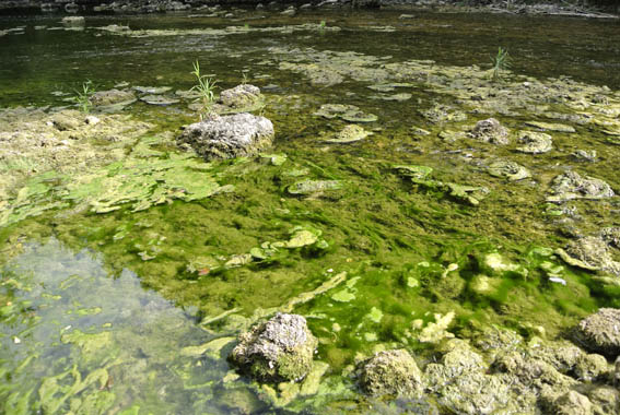 Canicule et biodiversité