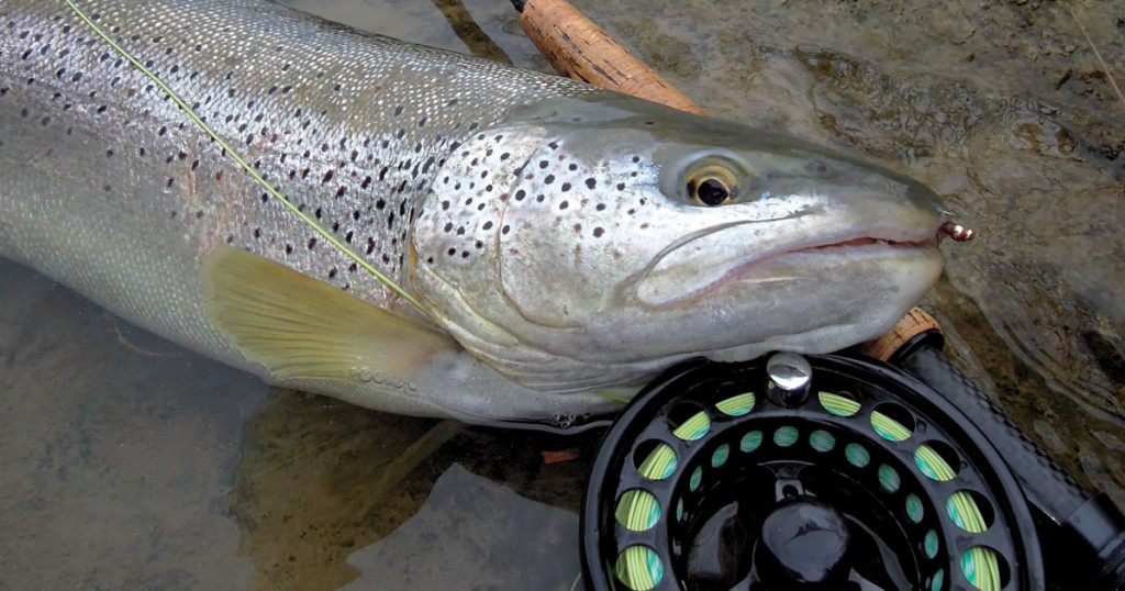 Ferrage et pêche à la nymphe : une simple formalité ?