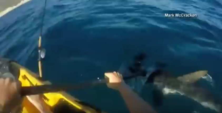 Un requin marteau très énervé !