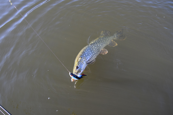 Les modifications de diverses dispositions du Code de l’Environnement font la part belle aux pêcheurs aux engins !