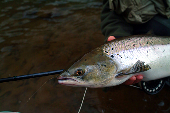 Le gouvernement écossais étudie l&rsquo;éventualité de mettre 89 rivières en no-kill