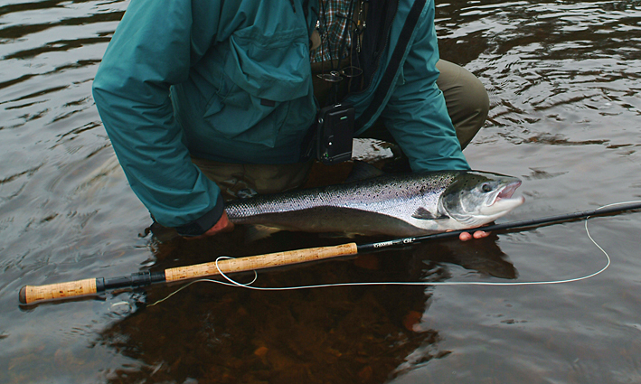 Salmonidés migrateurs, vive l&rsquo;autosatisfaction !