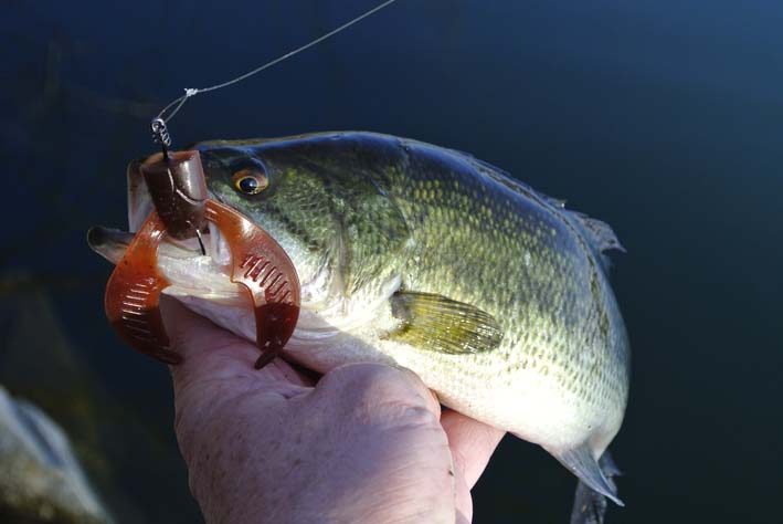 L&rsquo;étang de Clessy en no-kill pour le black-bass