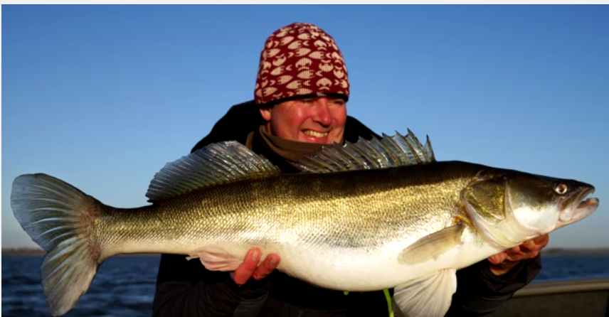 Sandres pélagiques avec le Maître Luc Coppens !
