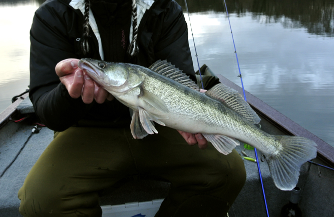 Carnassiers en hiver, la guerre du repérage satellite est déclarée !