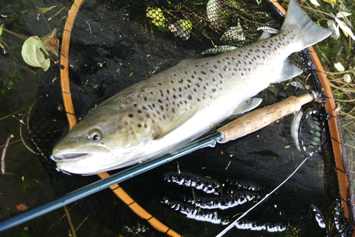 Ne ratez pas le salon des pêches à la mouche de Bretagne !