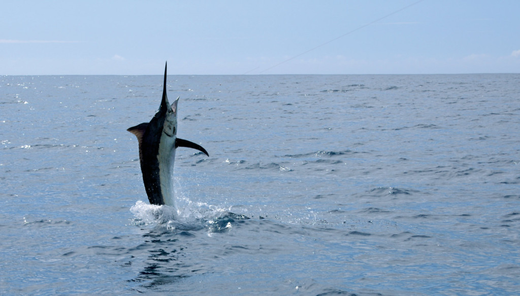 De la combativité des poissons de sport