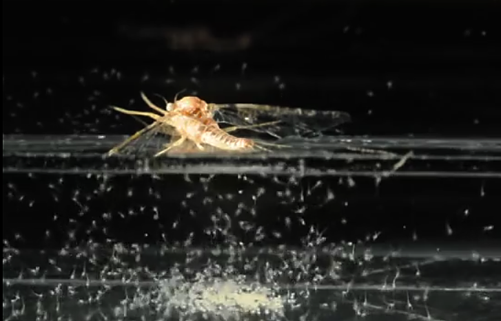 L&rsquo;éphémère comme vous ne l&rsquo;avez jamais vue !