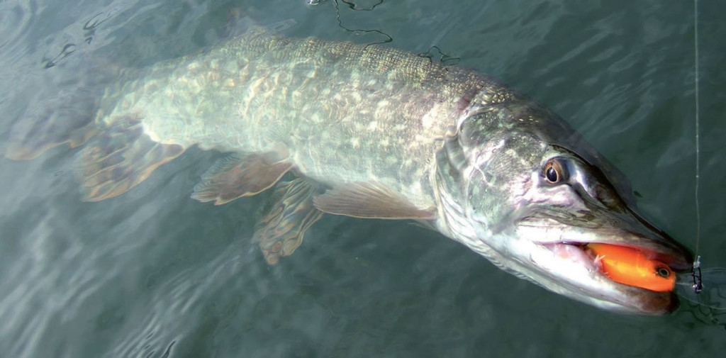 Dopez vos leurres ! 1. Les leurres durs