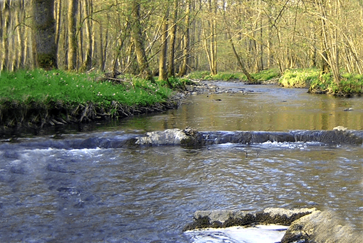 L&rsquo;Artoise, le joyau de la forêt de Saint-Michel enfin labellisé !