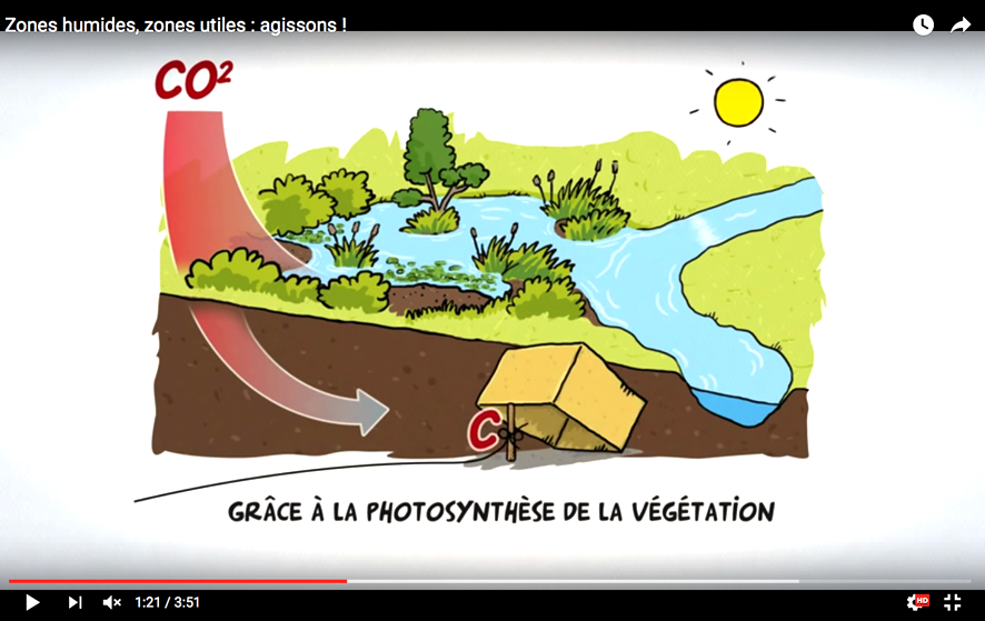 Zone humides, zone utiles, agissons !