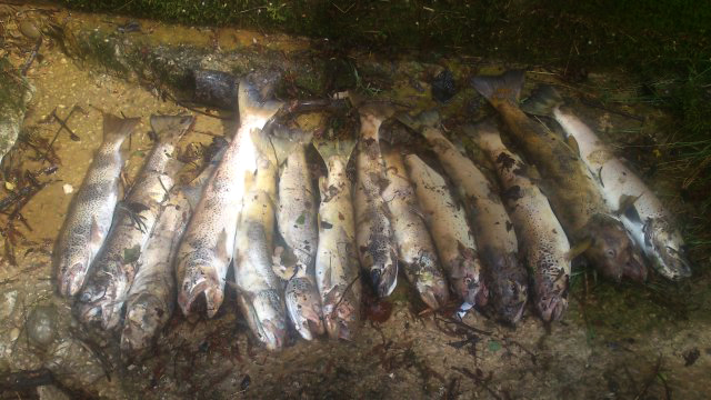 Pollution de la Bienne, une honte pour le Jura !