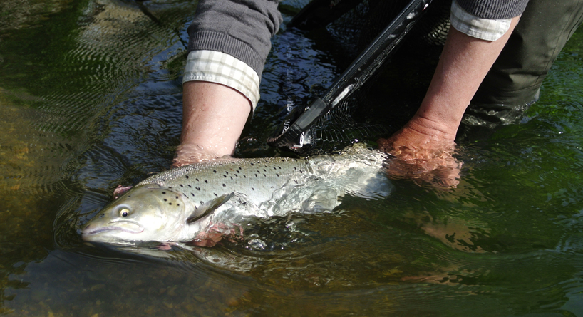 Touques, des remontées timides