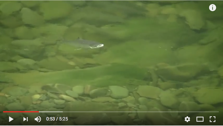 Quand les saumons ont le nez en l&rsquo;air