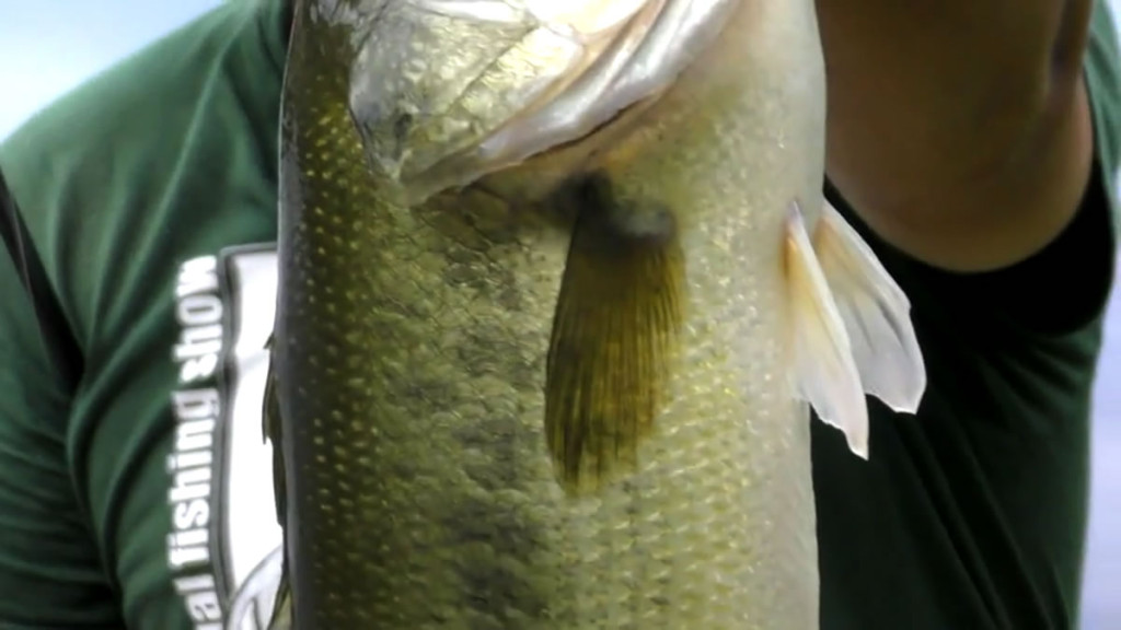 Pêches Sportives Vidéo n°44 : Pêche du black-bass à l’étang du Grand Bernardier dans le Jura