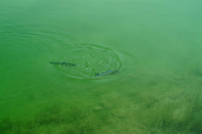 80 000 truites arcs-en-ciel à prendre au plus vite au Danemark !