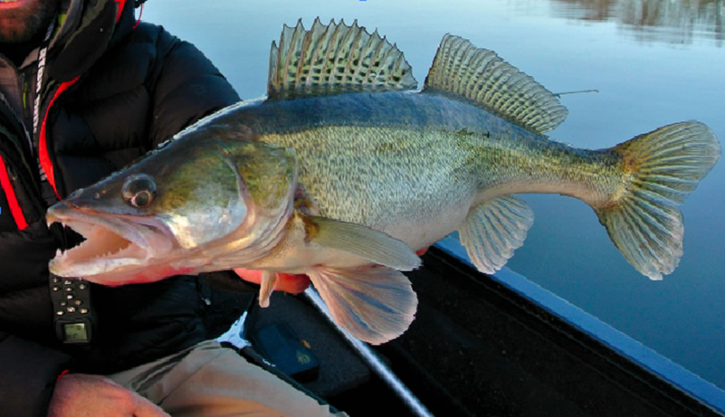 Bonnes feuilles : Les secrets de la pêche à la verticale