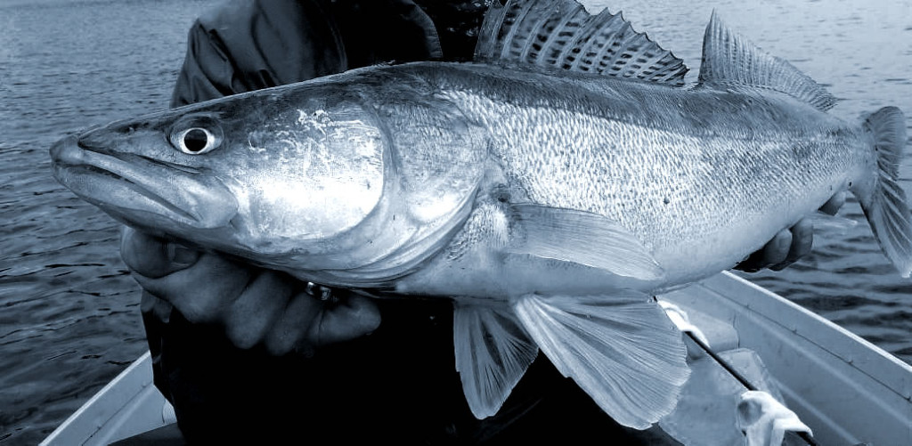 Bonnes feuilles : Les secrets de la pêche à la verticale