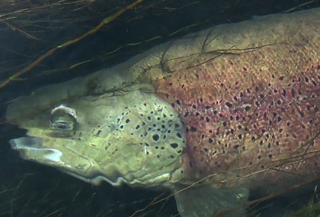 Récit : La fin d’une géante