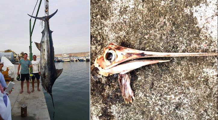 Un marlin qui n&rsquo;avait peur de rien !