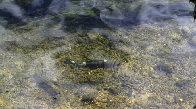 Le 29 avril, SOS Loue & Rivières Comtoises fera barrage !