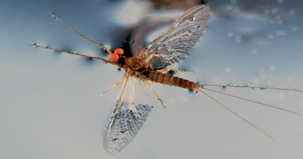 N°5. La pêche à la mouche sèche