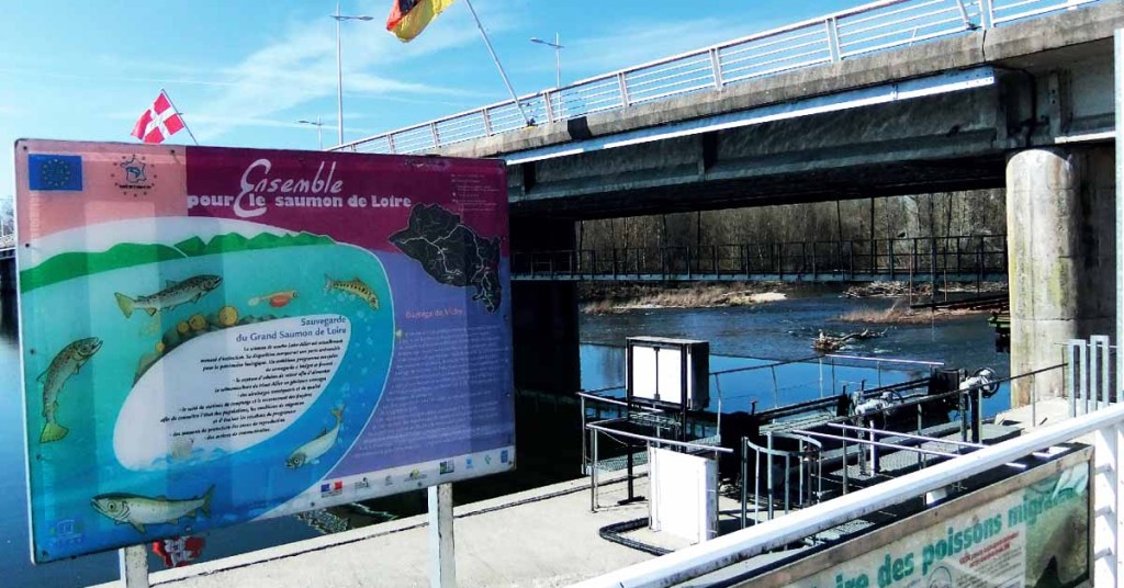 Saumons Loire/Allier : si on parlait un peu de génétique ?