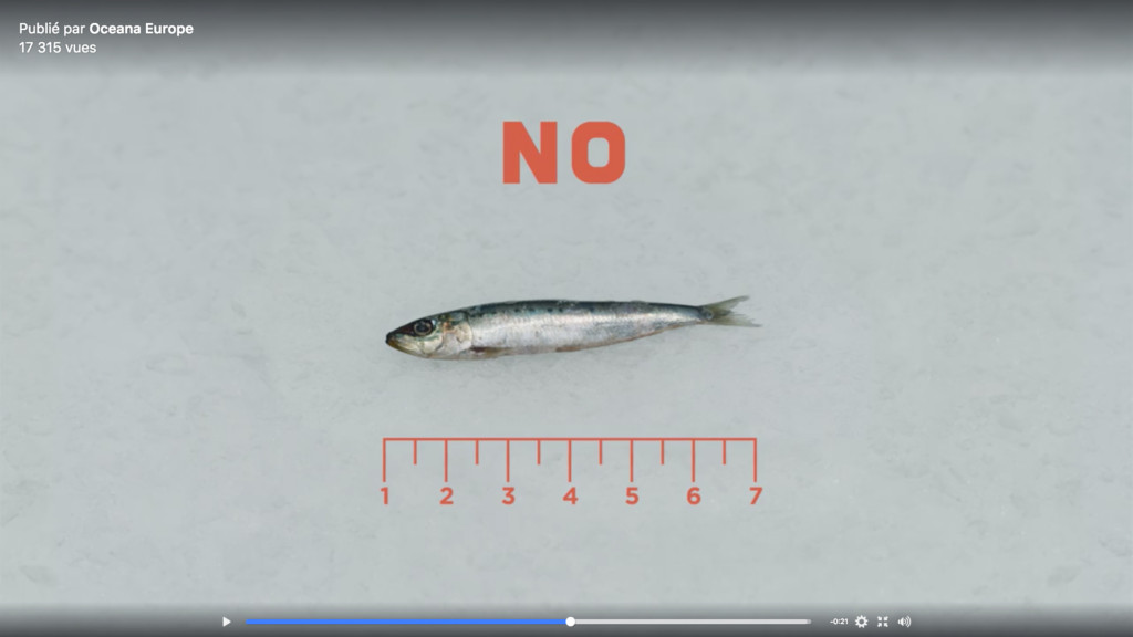 Campagne #FishSizeMatters ou le combat contre la surpêche.