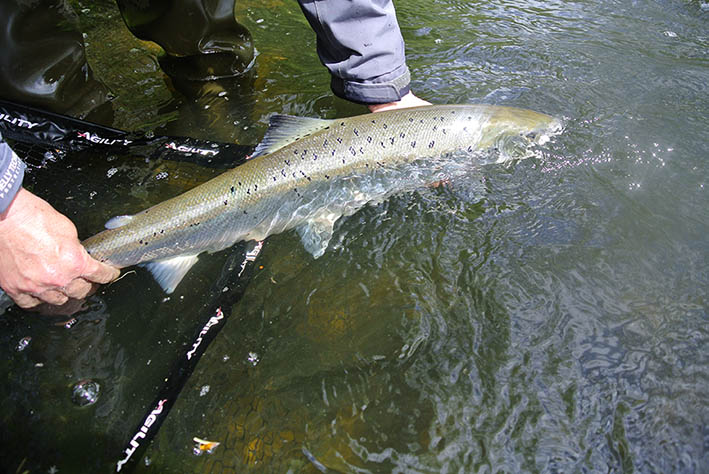 Manche. Les barrages de la Sélune seront détruits au printemps !