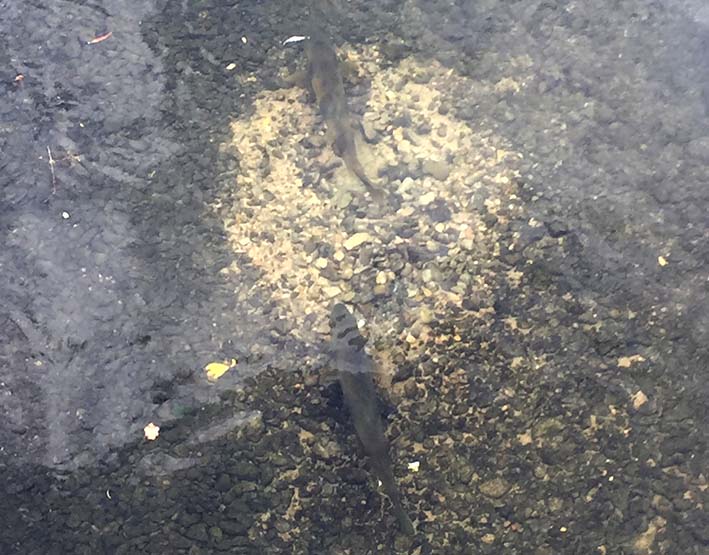 Les truites de la Loue très en avance pour la fraye !