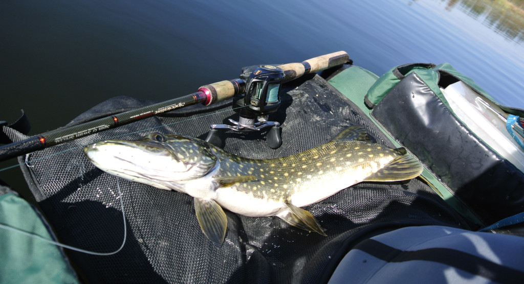 Que sont devenus les brochets de pisciculture déversés dans le Lot ?