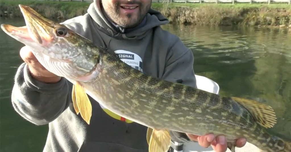 Pêches Sportives Vidéo n°49 : La pêche des carnassiers avec des crankbaits Avec Lionel Fumagalli